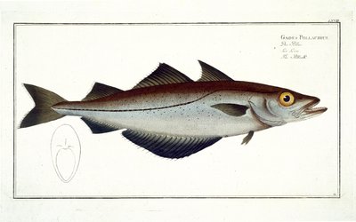 Pollack (Pollachius pollachius) plate LXVIII from 